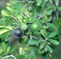 Persimmon