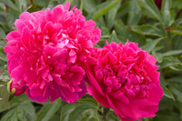 Peony 'Felix Supreme' made by here at Twin Oaks Nursery & Supply
