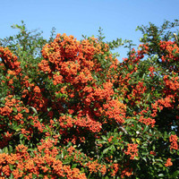 Pyracantha