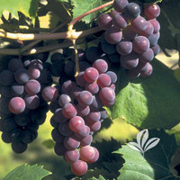 Grapes made by here at Twin Oaks Nursery & Supply
