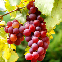 Grapes