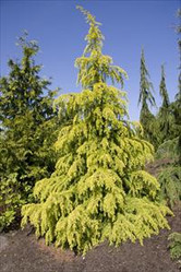 Cedrus Deodara