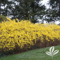 Forsythia made by here at Twin Oaks Nursery & Supply