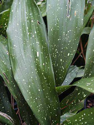  Perennials Twin Oaks Nursery & Supply