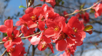 Texas Scarlet Quince