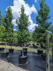 Sweetgum made by here at Twin Oaks Nursery & Supply