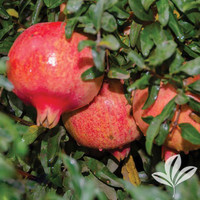 Pomegranate made by here at Twin Oaks Nursery & Supply