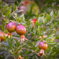 Pomegranate