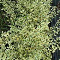 Variegated Privet