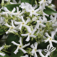 Madison Hardy Star Jasmine