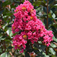 Crape Myrtle 'Pink Velour'