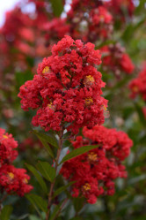 Enduring Summer Red Crape Myrtle
