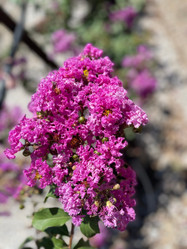 Crape Myrtle 'Catawba'