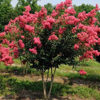  Crape Myrtles Twin Oaks Nursery & Supply