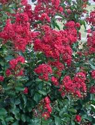  OUTDOORS Twin Oaks Nursery & Supply