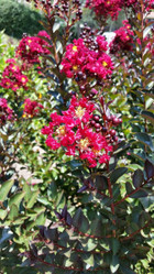 Double Feature Crape Myrtle