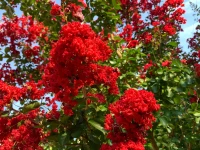  OUTDOORS Twin Oaks Nursery & Supply