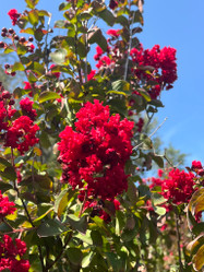 Crape Myrtle 'Dynamite'