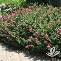 Crape Myrtle 'Pocomoke'