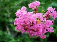 Crape Myrtle 'Pocomoke'