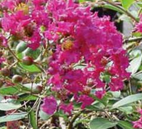 Sacramento Weeping Crape Myrtle