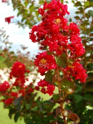 Crape Myrtle 'Miss Frances' made by here at Twin Oaks Nursery & Supply