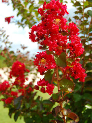 Crape Myrtle 'Miss Frances'