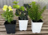 Annuals -All Varieties
