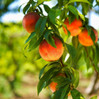 Peach made by here at Twin Oaks Nursery & Supply