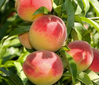 Peach Trees at Twin Oaks Nursery & Supply - Fresh & Healthy
