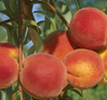 Peach Trees at Twin Oaks Nursery & Supply - Fresh & Healthy