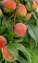 Peach Trees at Twin Oaks Nursery & Supply - Fresh & Healthy