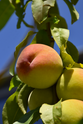 Peach Trees at Twin Oaks Nursery & Supply - Fresh & Healthy