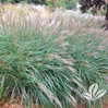 Little Kitten Grass made by here at Twin Oaks Nursery & Supply