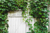 Virginia Creeper made by here at Twin Oaks Nursery & Supply