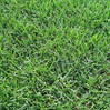 Bermuda Seed Unhulled & Coated - 50 lb made by here at Twin Oaks Nursery & Supply
