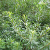 Southern Waxmyrtle