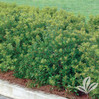 Southern Waxmyrtle