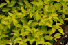 Duranta - Cuban Gold - 3 Gallon made by here at Twin Oaks Nursery & Supply