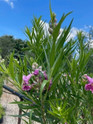 Desert Willow 'Sweet Bubba'