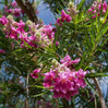 Desert Willow 'Sweet Bubba'