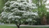 Chinese Fringe made by here at Twin Oaks Nursery & Supply