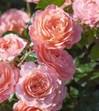 DRIFT ROSE Roses Twin Oaks Nursery & Supply