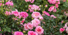 Drift Rose