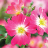 Drift Rose
