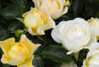DRIFT ROSE Roses Twin Oaks Nursery & Supply