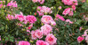 DRIFT ROSE Roses Twin Oaks Nursery & Supply