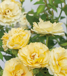 Drift Rose
