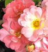Drift Rose