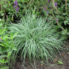 Sedge Grass made by here at Twin Oaks Nursery & Supply